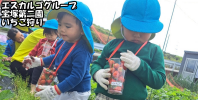 【エスカルゴグループ】宝塚第二園 いちご狩り。